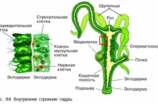 Рабочая ссылка кракен в тор